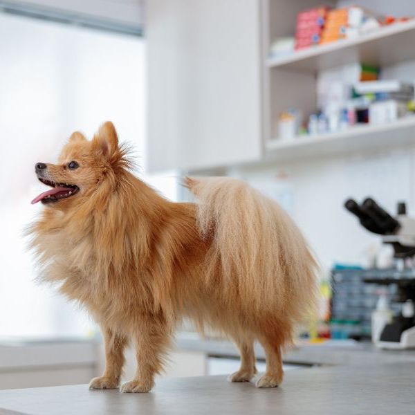 Fluffy Pomeranian dog standing indoors